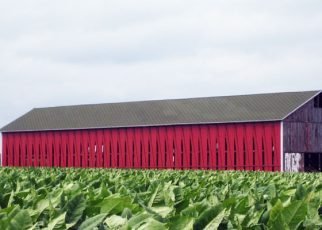 Tobacco shelter in the field