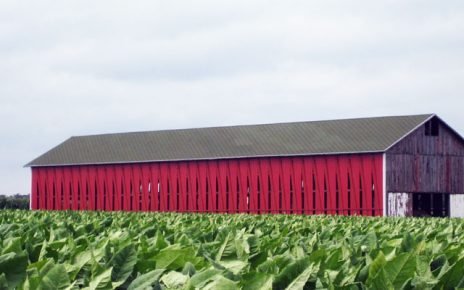 Tobacco shelter in the field