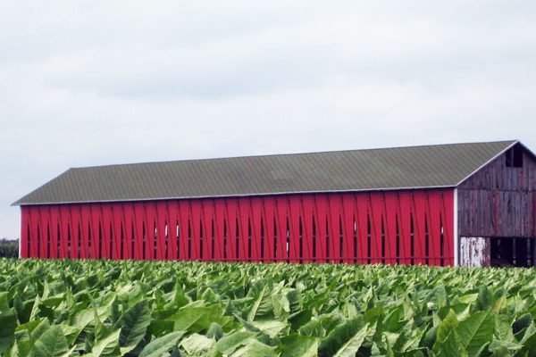 Tobacco shelter in the field