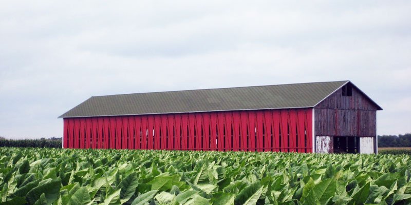 Tobacco shelter in the field